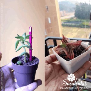 Etiolación Crassula Red Pagoda