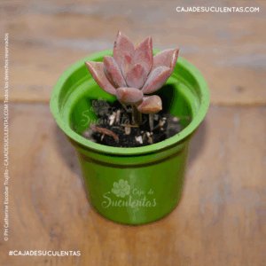 suculenta graptosedum bronze p5 caja de suculentas