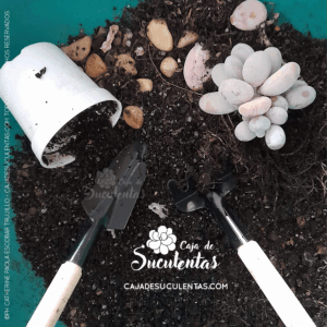 Conceptos básicos para cuidar suculentas y plantas exóticas en caja de suculentas