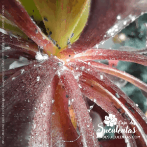 Nido de cochinilla algodonosa