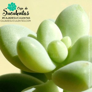 suculenta sedum morganium burrito