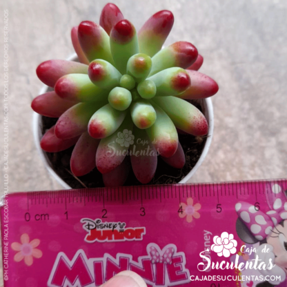 Sedum Pachyphyllum