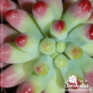 Sedum Pachyphyllum