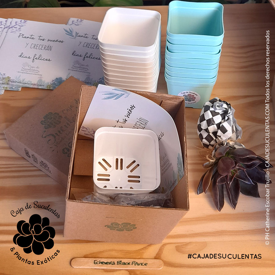 Kit de siembra caja de suculentas, regalo corporativo o empresarial para colaboradores, clientes y aliados. Contiene caja de empaque kraft corrugado, maceta de colores surtidos tamaño 7cm, sustrato especial para plantas suculentas, planta suculenta surtida grande (6cm a 9cm), palito de madera con nombre de especie de la planta. Regalo de navidad ideal.