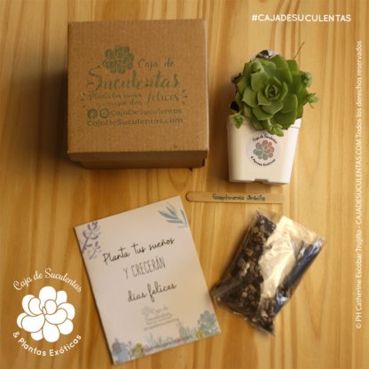 Kit de siembra caja de suculentas, regalo corporativo o empresarial para colaboradores, clientes y aliados. Contiene caja de empaque kraft corrugado, maceta de colores surtidos tamaño 7cm, sustrato especial para plantas suculentas, planta suculenta surtida grande (6cm a 9cm), palito de madera con nombre de especie de la planta.