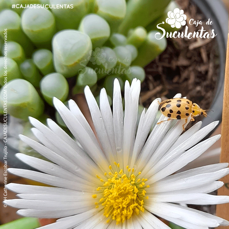 En caja de suculentas cultivamos en familia suculentas y plantas exóticas de interior. Vivero virtual en Bogotá Colombia