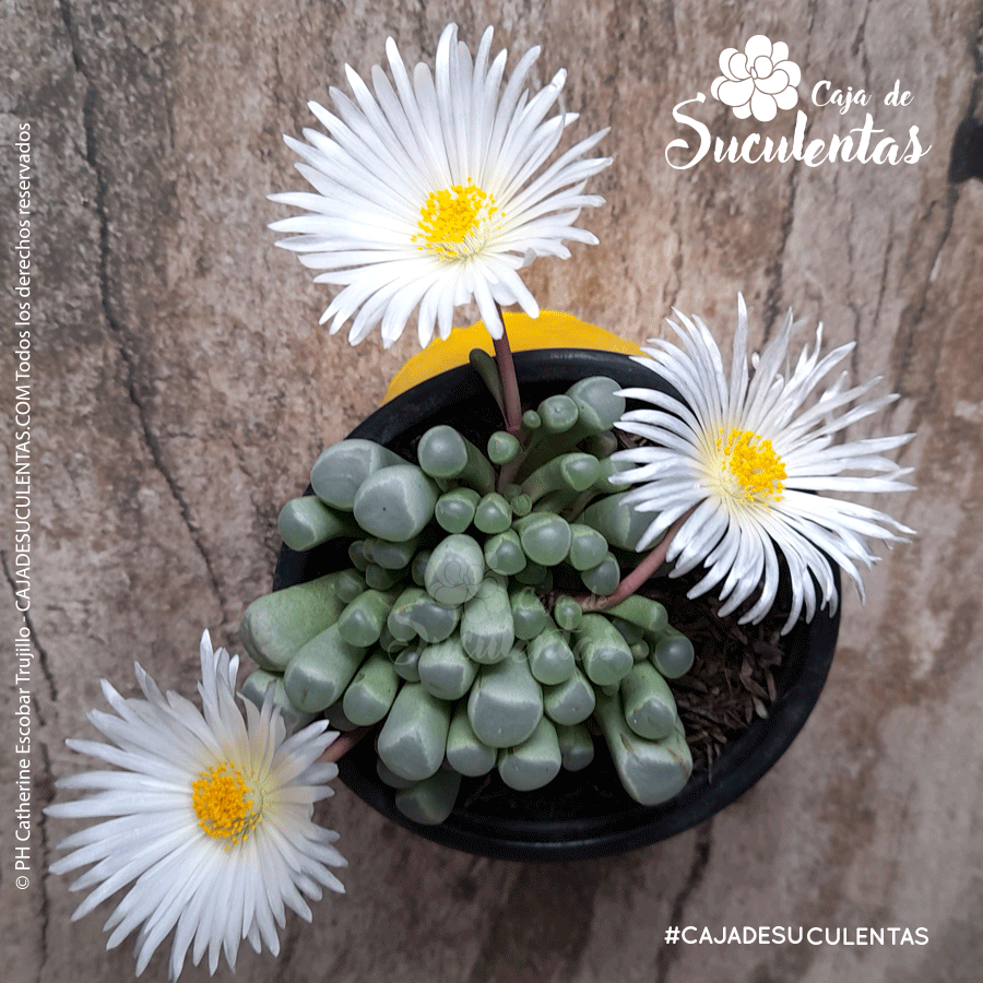 fenestraria flor blanca