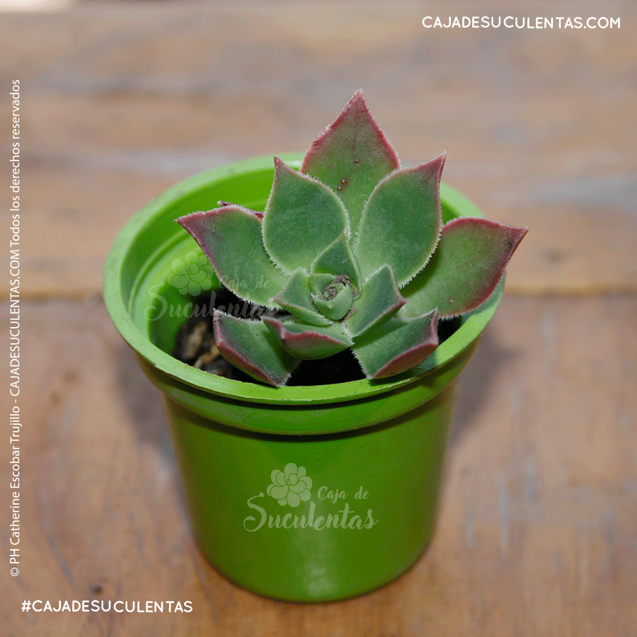 aeonium haworthii p5 a raíz desnuda