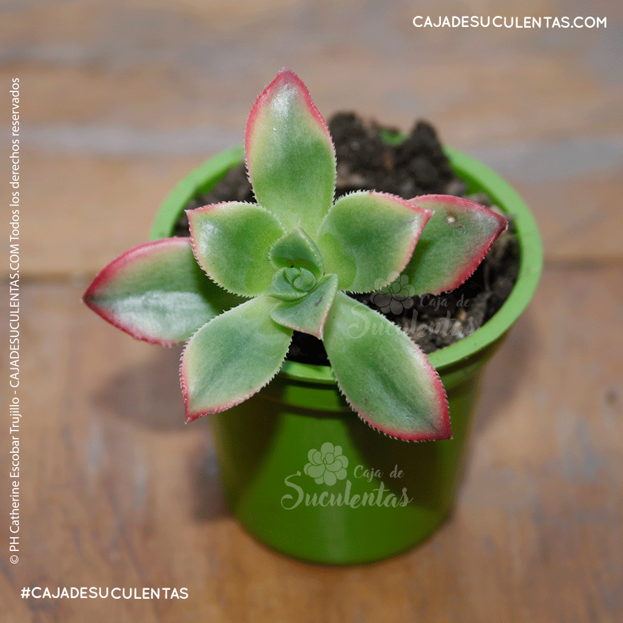 sucuelenta aeonium kiwi, kiwi decorum o tricolor