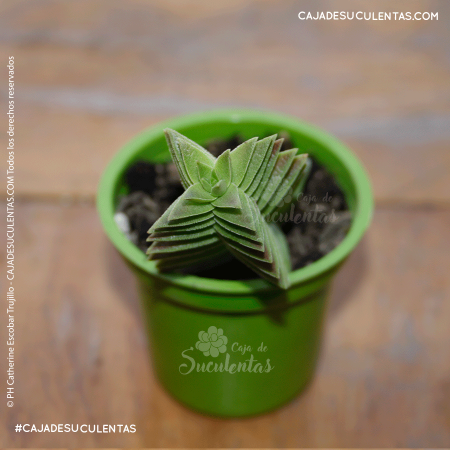 suculenta red pagoda crassula capitella red pagoda