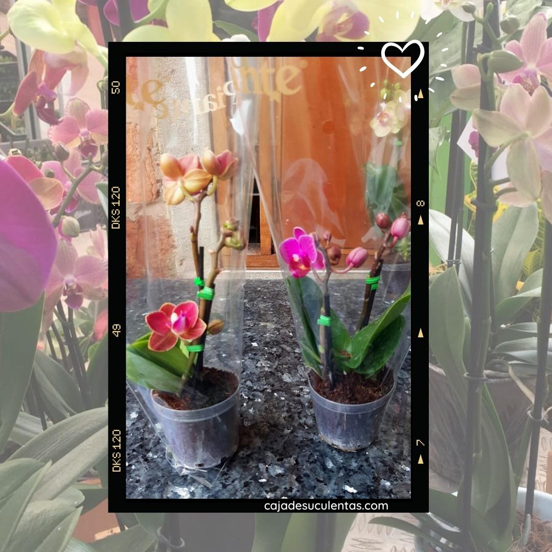 Orquidea baby por encargo