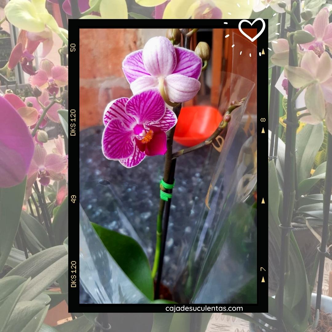 orquidea baby por encargo