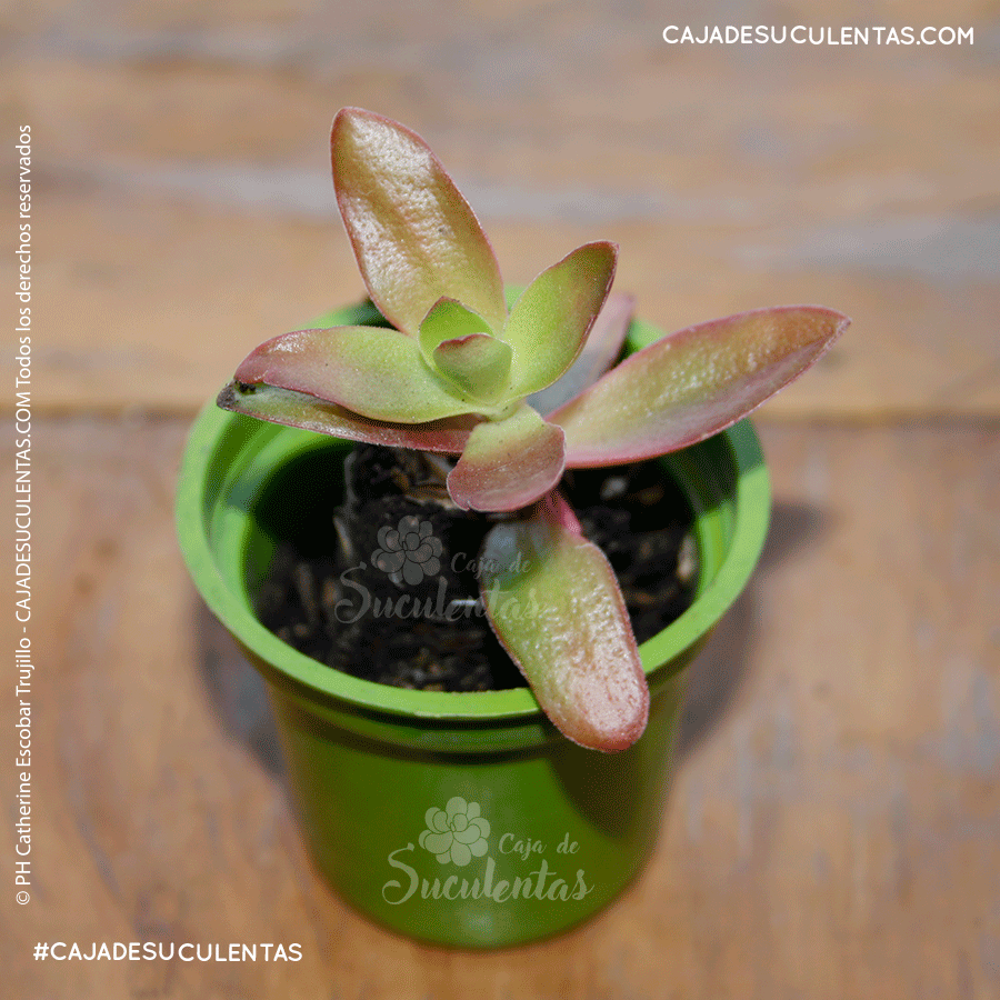 suculenta crasula de fuego crassula capitella campfire