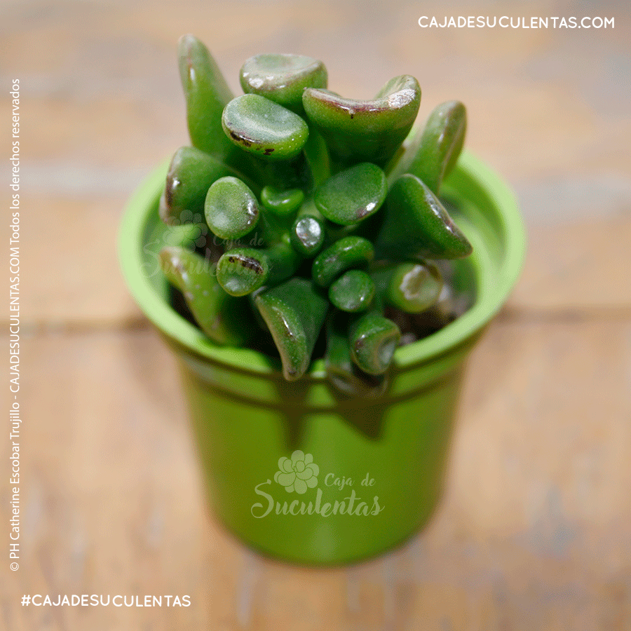 suculenta orejas de shrek crassula ovata gollum