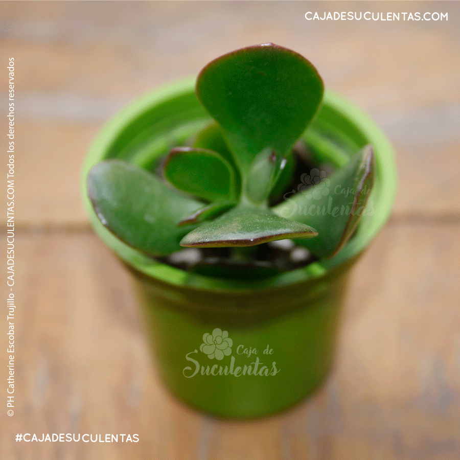 suculenta jade crassula ovata suculenta de la suerte