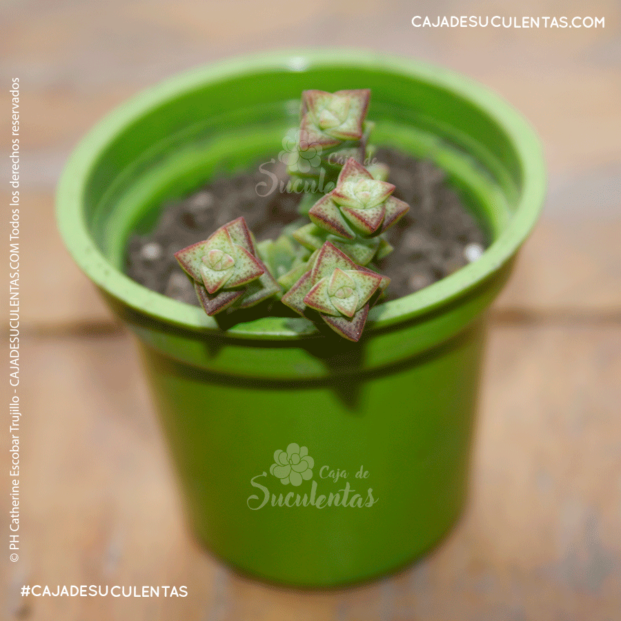 Suculenta Crassula Rupestris cajadesuculentas
