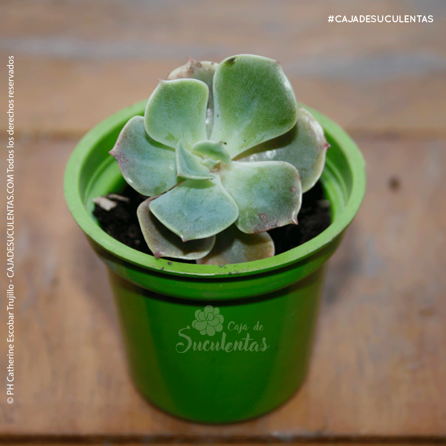 Suculenta Echeveria Imbricata caja de suculentas