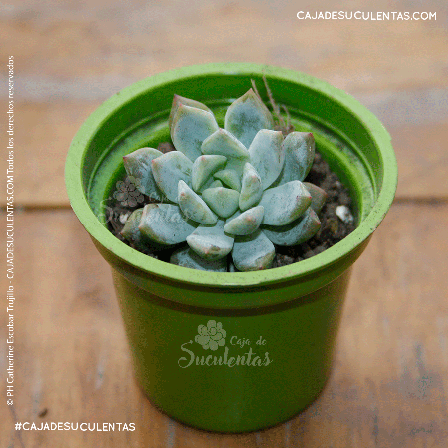 Suculenta echeveria prolifica roseta