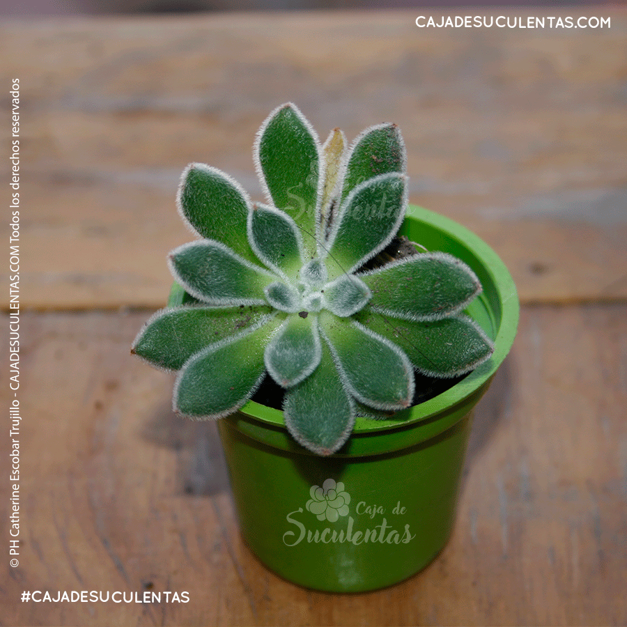 suculenta echeveria pulvinata, caja de suculentas