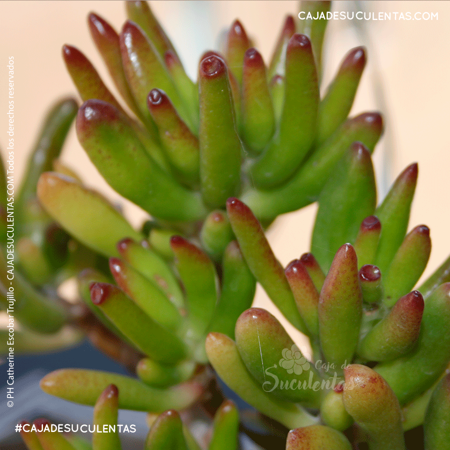 suculenta orejas de shrek crassula ovata gollum