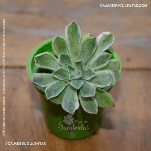 suculenta aeonium ballerina o aeonium frosty