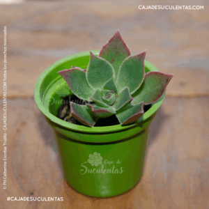 aeonium haworthii p5 a raíz desnuda