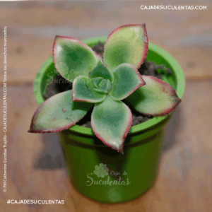 sucuelenta aeonium kiwi, kiwi decorum o tricolor