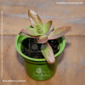 suculenta crasula de fuego crassula capitella campfire