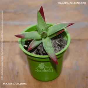 suculenta red pagoda crassula capitella red pagoda