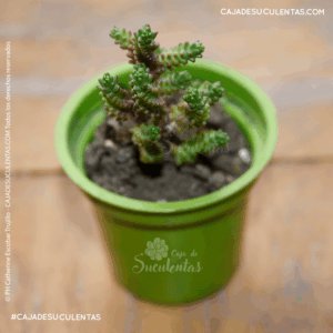 suculenta crassula muscosa o suculenta cremallera