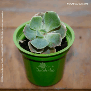 Suculenta Echeveria Imbricata caja de suculentas