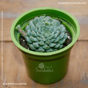 Suculenta echeveria minima Vincent Catto en caja de suculentas