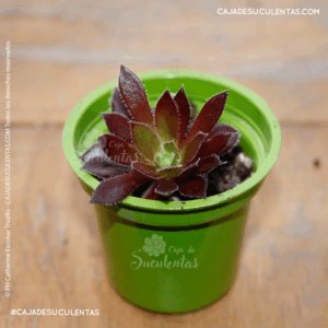 suculenta rosa negra aeonium arboreum artropurpureum