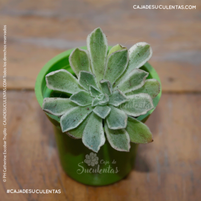 suculenta aeonium ballerina o aeonium frosty