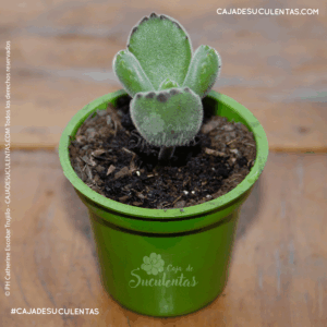 suculenta garritas de oso garras de oso cotyledon tomentosa