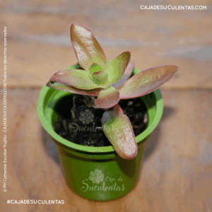 suculenta crasula de fuego crassula capitella campfire