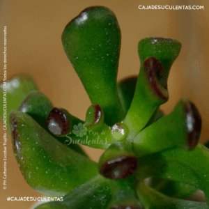 suculenta orejas de shrek crassula ovata gollum