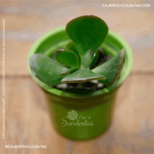 suculenta jade crassula ovata suculenta de la suerte