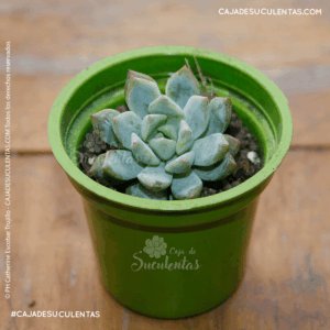 Suculenta echeveria prolifica roseta
