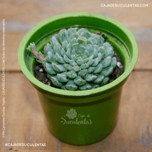 Suculenta echeveria minima Vincent Catto en caja de suculentas