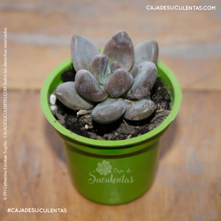 suculenta sedeveria blue mist caja de suculentas