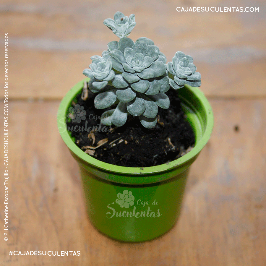 suculenta Spathulifolium Purpureum caja de suculentas