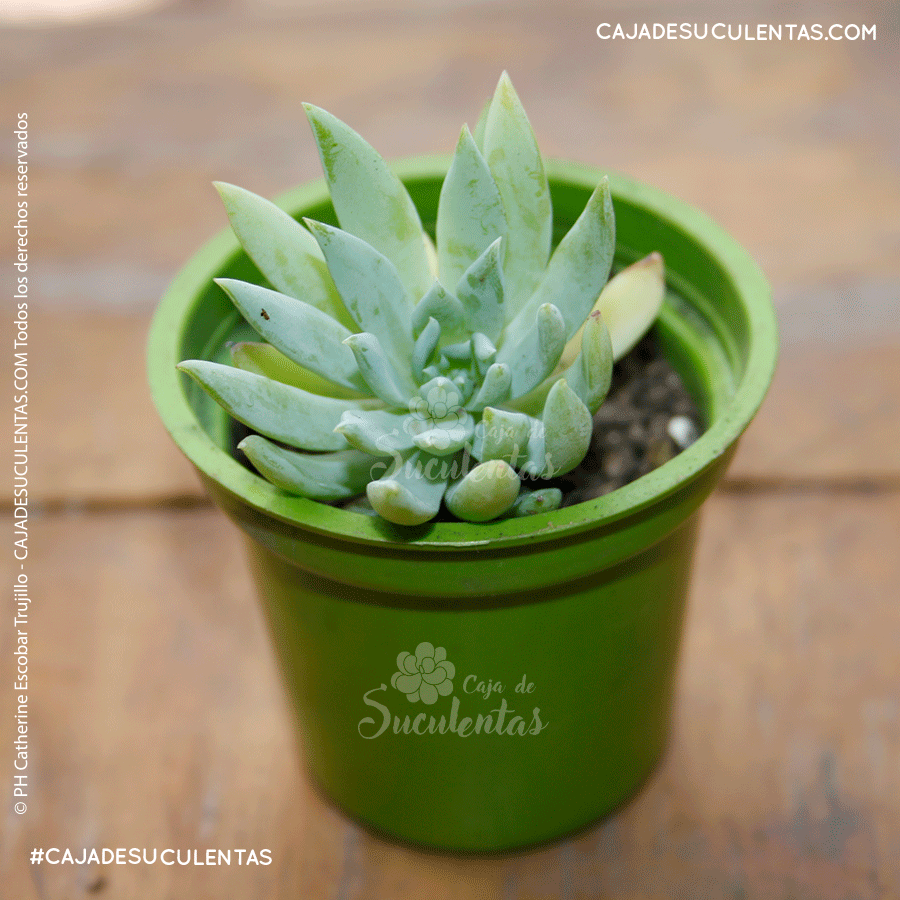 suculenta x sedeveria fanfare (graptoveria fanfare)