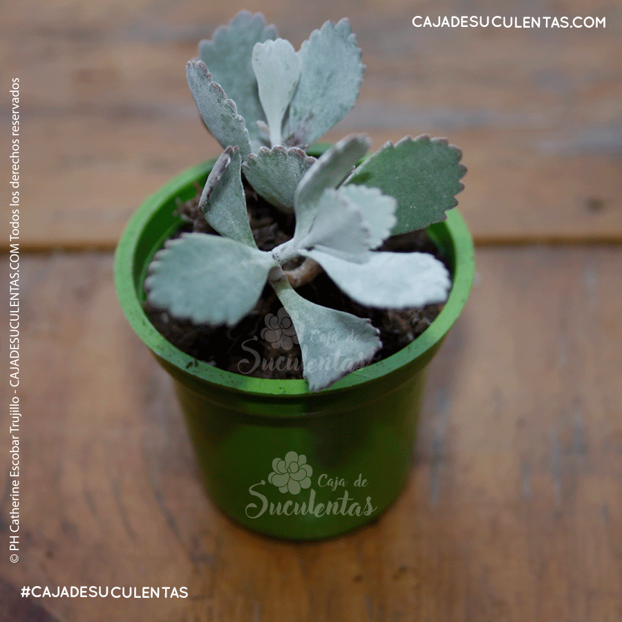 suculenta kalanchoe pumila caja de suculentas