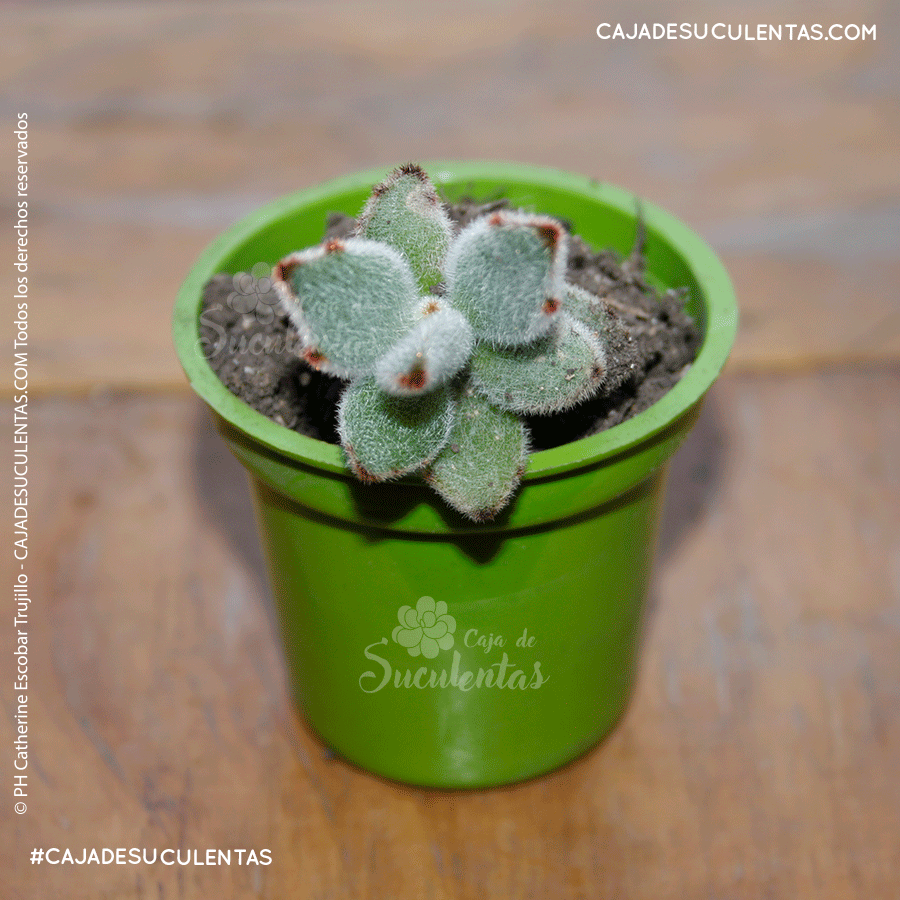 suculenta kalanchoe tomentosa orejas de conejo caja de sucule tas