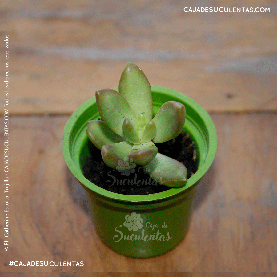 suculenta sedum adolphii antes sedum nussbaumeranum sedum cobre sedum dorado caja de suculentas