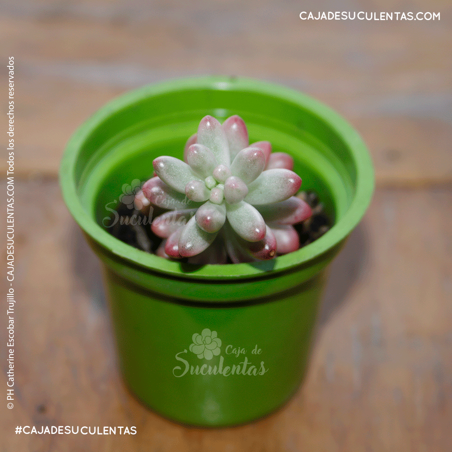 suculenta sedum rubrotinctum aurora gomitas bananitos rosados cajadesuculentas