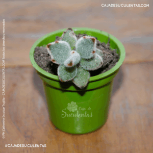 suculenta kalanchoe tomentosa orejas de conejo caja de sucule tas