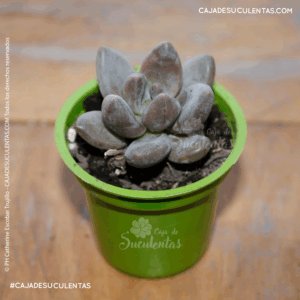 suculenta sedeveria blue mist caja de suculentas