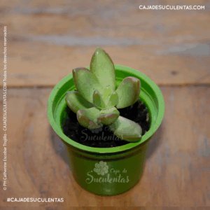 suculenta sedum adolphii antes sedum nussbaumeranum sedum cobre sedum dorado caja de suculentas